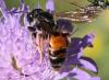 Andrena hattorfiana